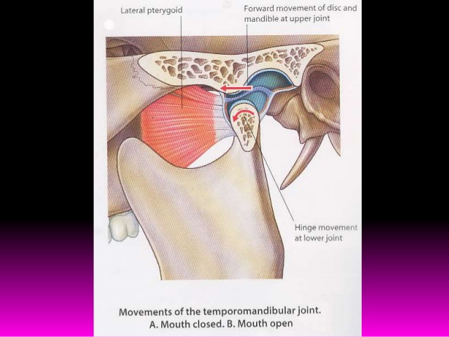 temporomandibular-joint-anatomy-and-its-prosthodontic-implications-35-638